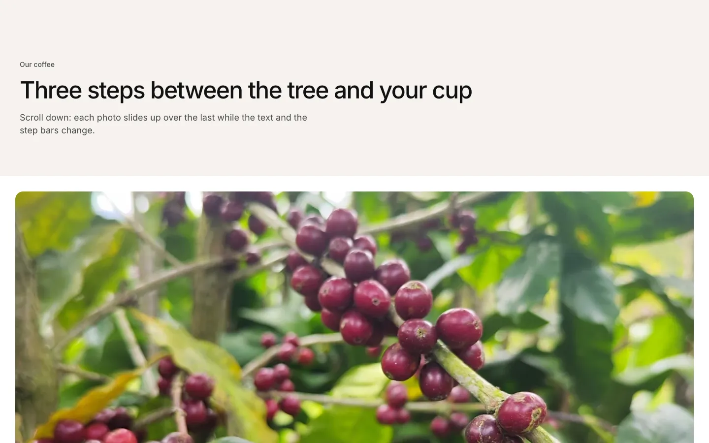 A pinned scroll section with a large photo of coffee cherries
